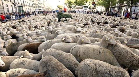 2.000 ovejas extremeñas atraviesa el centro de Madrid 2.000 ovejas extremeñas atraviesa el centro de Madrid