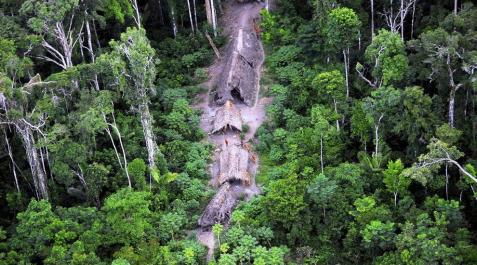 Estudian el papel de la Amazonia en el ciclo global del carbono Estudian el papel de la Amazonia en el ciclo global del carbono