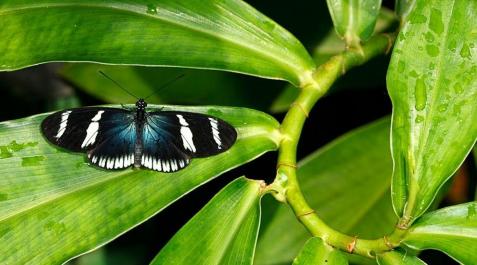 Las mariposas, los Las mariposas, los