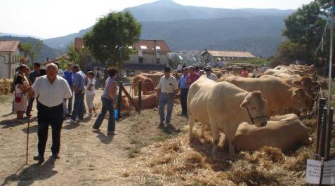 Elizondo celebra este fin de semana el concurso de ganado vacuno pirenaico Elizondo celebra este fin de semana el concurso de ganado vacuno pirenaico