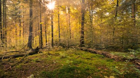 El otoño llega a las 22.44 horas de este domingo y durará 89 días El otoño llega a las 22.44 horas de este domingo y durará 89 días