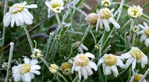 Continúa el desplome de las temperaturas mínimas este miércoles Continúa el desplome de las temperaturas mínimas este miércoles