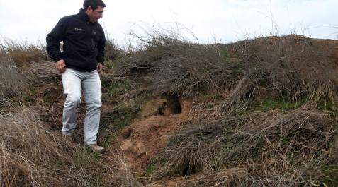 José Mª Tomás Martínez observa algunas madrigueras construidas en un talud. José Mª Tomás Martínez observa algunas madrigueras construidas en un talud.