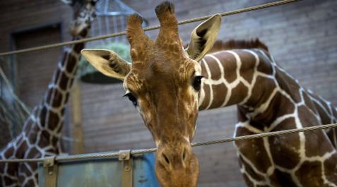 El zoo de Copenhague sacrifica a una jirafa sana El zoo de Copenhague sacrifica a una jirafa sana