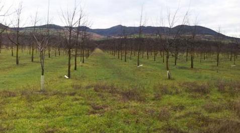 El Gobierno perdió 3,7 millones en un negocio forestal que Comptos ve El Gobierno perdió 3,7 millones en un negocio forestal que Comptos ve