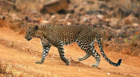 Ataques del leopardo 'come hombres' atemorizan a la India Ataques del leopardo 'come hombres' atemorizan a la India