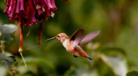 Aves y flores, 47 millones de años de relación