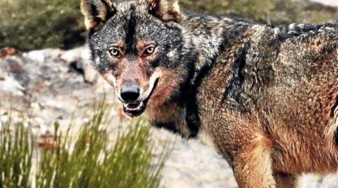 Castilla y León cuenta con 1.600 lobos, un 20% más que en 2001 Castilla y León cuenta con 1.600 lobos, un 20% más que en 2001