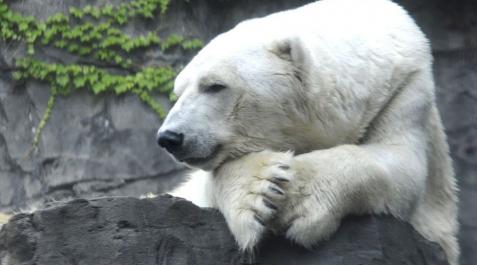 Muere el oso polar del zoo de Central Park Muere el oso polar del zoo de Central Park
