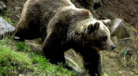 El oso pardo cantábrico reduce su aislamiento genético El oso pardo cantábrico reduce su aislamiento genético