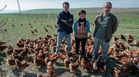 Una sociedad de avicultura alternativa lanza una marca de huevos navarros Una sociedad de avicultura alternativa lanza una marca de huevos navarros