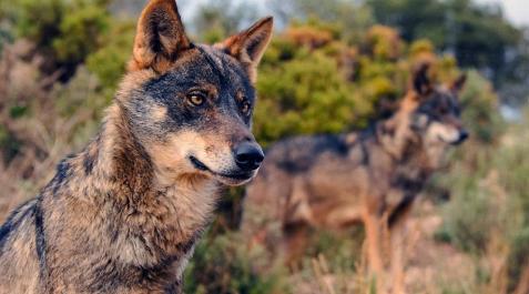 Promueven turismo del lobo, basado en su observación, para facilitar su conservación en España Promueven turismo del lobo, basado en su observación, para facilitar su conservación en España