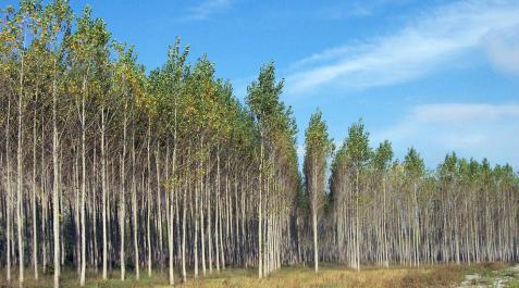 Foresna denuncia los retrasos para plantar chopos de la CHE Foresna denuncia los retrasos para plantar chopos de la CHE