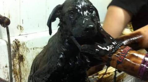 Encuentran a tres cachorros de perro en una balsa de alquitrán en Murcia Encuentran a tres cachorros de perro en una balsa de alquitrán en Murcia