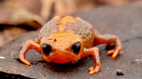El Brachycephalus quiririensisvive. El Brachycephalus quiririensisvive.