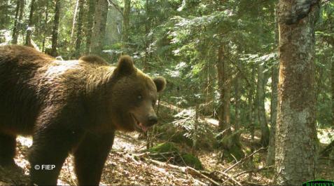 Reclaman a Navarra apoyo urgente para evitar la extinción del oso