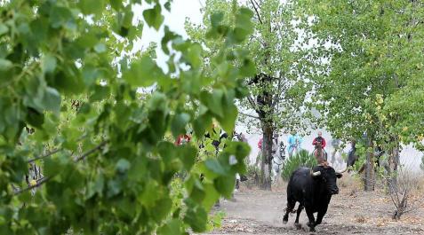 Torneo del Toro de la Vega, en Tordesillas Imágenes del festejo celebrado en la localidad castellanoleonesa y de los enfrentamientos entre partidarios y detractores.