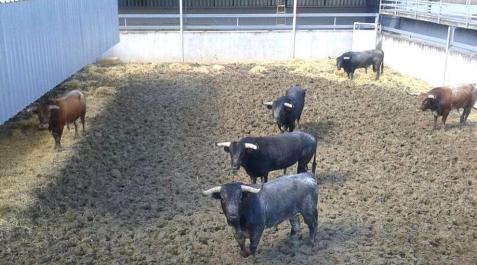Los Miura ya están en los corrales del Gas Los Miura ya están en los corrales del Gas
