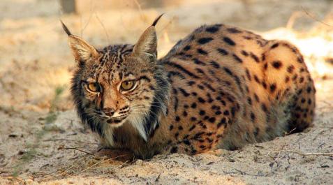 El atropello supone la causa de muerte del 75% de los linces El atropello supone la causa de muerte del 75% de los linces