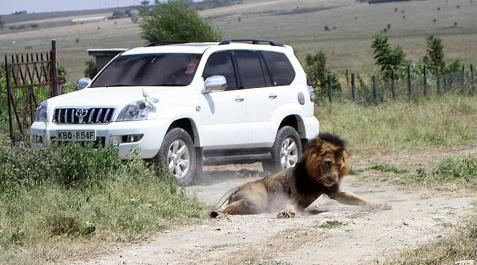 Un león es abatido tras escapar de una reserva en Nairobi y herir una persona Un león es abatido tras escapar de una reserva en Nairobi y herir una persona