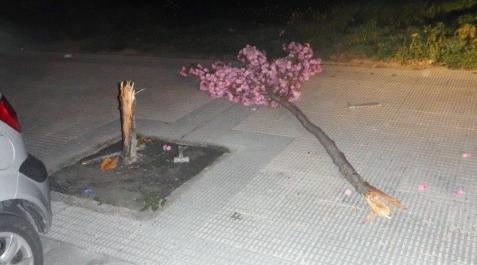 Tres personas cortan un árbol para regalárselo a la esposa de uno de ellos en Buztintxuri Tres personas cortan un árbol para regalárselo a la esposa de uno de ellos en Buztintxuri