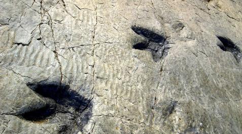 Palenteología - Hallan una huella fosilizada de reptil de 230 millones de años de antigüedad Palenteología - Hallan una huella fosilizada de reptil de 230 millones de años de antigüedad
