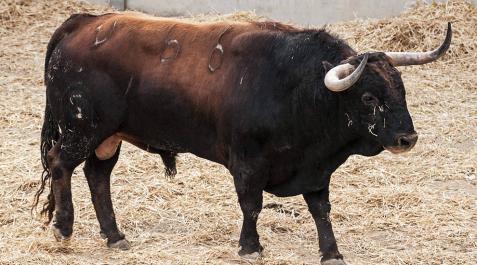 Fuente Ymbro, ocho premios en once ferias Fuente Ymbro, ocho premios en once ferias