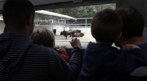 Ganaderías en los Corrales del Gas Desde este sábado, el público ya puede visitar los Corrales del Gas, donde se encuentran los toros de las ganaderías que correrán los encierros de San Fermín y que serán lidiados en la Feria del Toro. El horario es de 11 a 13.30 horas y de 16.30 a 20.30 horas.