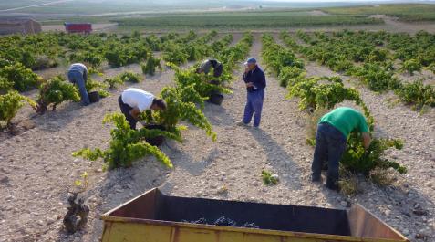La meteorología se alía con el Rioja en las ocho localidades navarras de la DO La meteorología se alía con el Rioja en las ocho localidades navarras de la DO