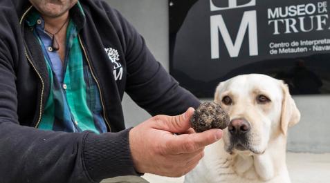 El perro Trufo recoge en Ollogoyen la primera trufa de la ...