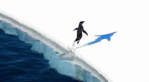Un pingüino salta sobre el hielo en el mar de Ross. Un pingüino salta sobre el hielo en el mar de Ross.