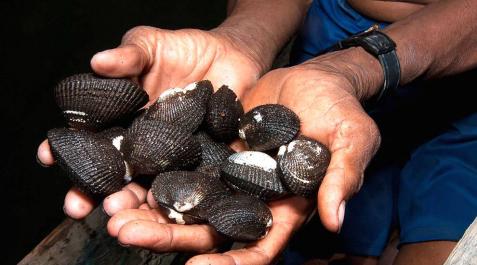 Conchas negras y cangrejos, delicias del fango para la cocina peruana Conchas negras y cangrejos, delicias del fango para la cocina peruana