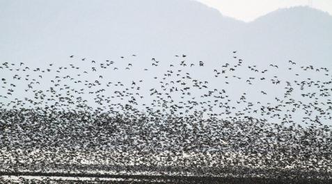 Un grupo de aves migratorias en Corea del Sur. Un grupo de aves migratorias en Corea del Sur.