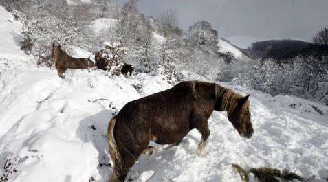 Fin de semana de nieve en Navarra. IVAN BENITEZ El primer temporal de nieve del invierno ha llegado a la Comunidad foral.