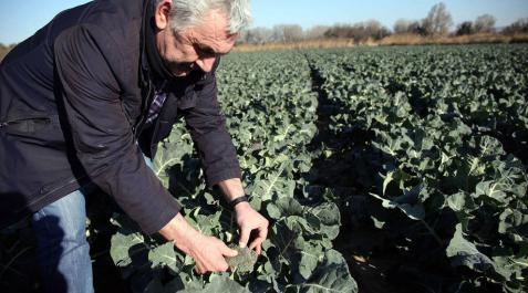 El frío polar arrasa 1.524 hectáreas de brócoli y coliflor en Navarra El frío polar arrasa 1.524 hectáreas de brócoli y coliflor en Navarra