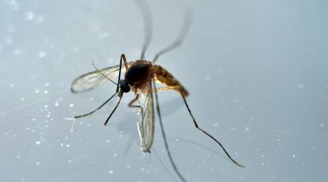 Nace en España el primer bebé afectado por microcefalia por el zika Nace en España el primer bebé afectado por microcefalia por el zika
