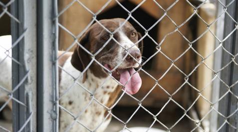 Perro abandonado, maltrato animal Perro abandonado, maltrato animal