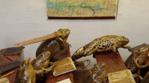 Froggyland': el curioso museo de las ranas de Split, Croacia