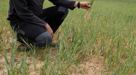 El agricultor Alberto Arrondo Lahera, en un trigal en el término de 'Pedregoso', en Fustiñana. El agricultor Alberto Arrondo Lahera, en un trigal en el término de 'Pedregoso', en Fustiñana.