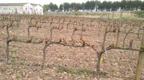 Agroseguro ya ha recibido daños por heladas en 2.118 hectáreas, la mayoría viña Agroseguro ya ha recibido daños por heladas en 2.118 hectáreas, la mayoría viña