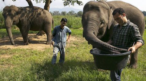 El elefante coge el relevo de la civeta en el café más caro del mundo El elefante coge el relevo de la civeta en el café más caro del mundo