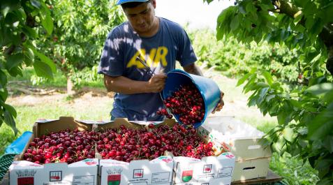 Un trabajador recoge cerezas de un campo de Óscar Lorente Pérez. Un trabajador recoge cerezas de un campo de Óscar Lorente Pérez.