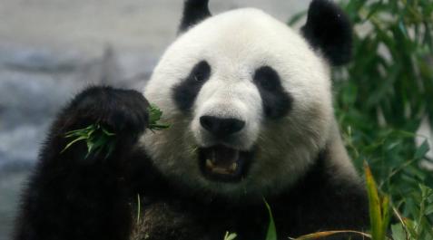 Nace por primera vez en 5 años un oso panda gigante en un zoológico de Tokio Nace por primera vez en 5 años un oso panda gigante en un zoológico de Tokio