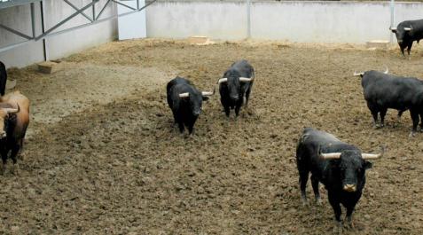 Ya hay cuatro ganaderías en los Corrales del Gas, que abren hoy al público Ya hay cuatro ganaderías en los Corrales del Gas, que abren hoy al público