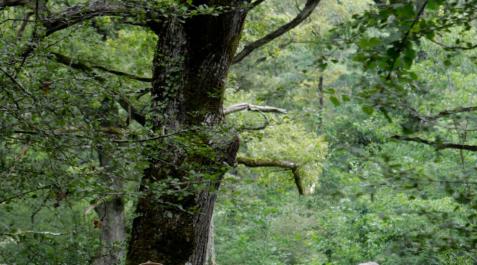 Perderse en un bosque milenario Perderse en un bosque milenario