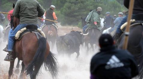 Torneo del Toro de la Vega, en Tordesillas Imágenes del festejo celebrado en la localidad castellanoleonesa y de los enfrentamientos entre partidarios y detractores.