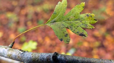 El próximo otoño será más cálido de lo normal en toda España y menos lluvioso en el noroeste de la Península El próximo otoño será más cálido de lo normal en toda España y menos lluvioso en el noroeste de la Península