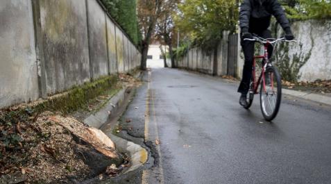 De castaños centenarios a tocones en la carretera de Beloso Alto De castaños centenarios a tocones en la carretera de Beloso Alto