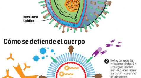 estructura del virus de la gripe