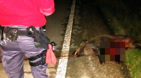 Diez jabalíes, dos tejones, un corzo, un ganso y un zorro atropellados en las carreteras navarras Diez jabalíes, dos tejones, un corzo, un ganso y un zorro atropellados en las carreteras navarras